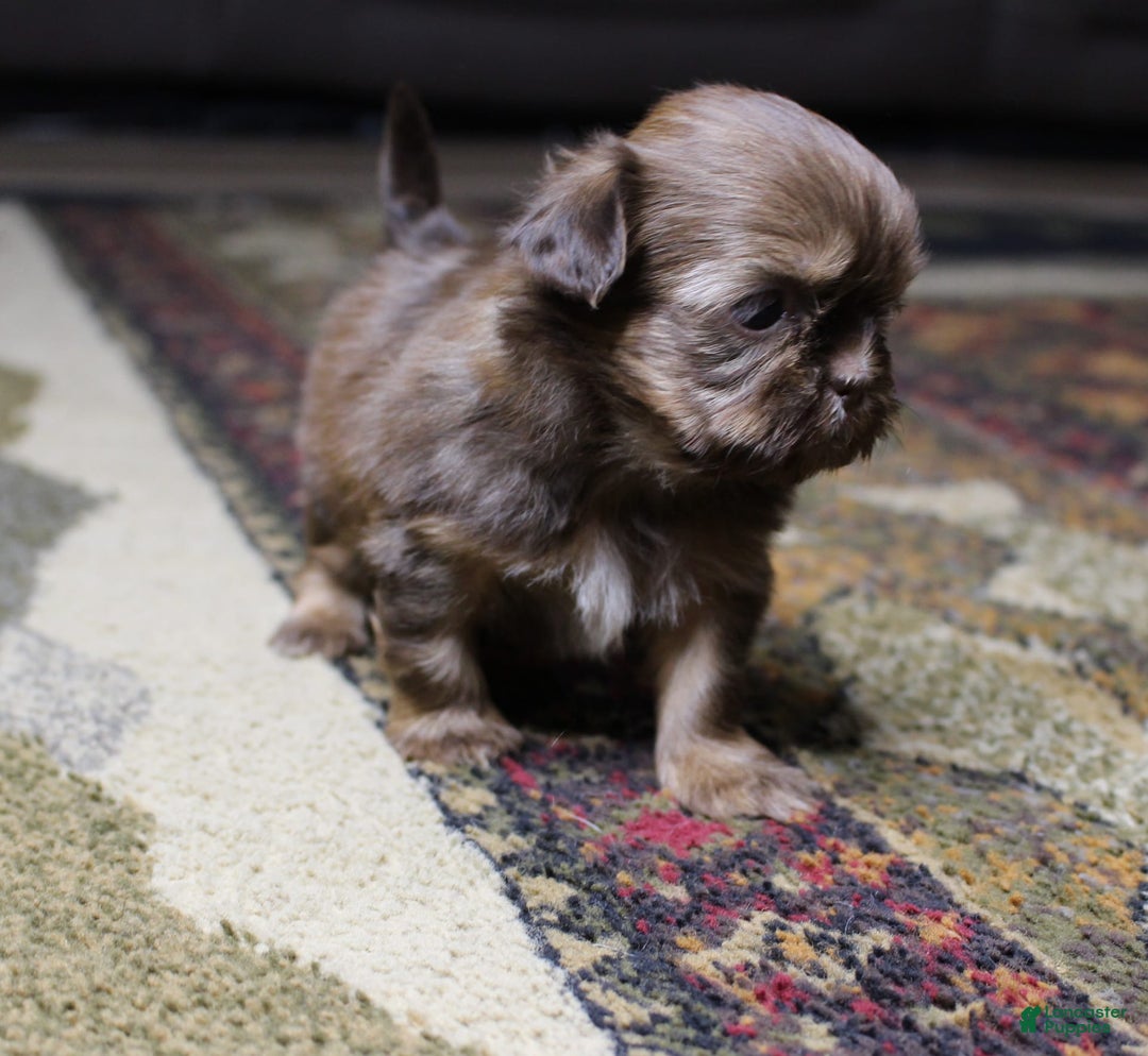 Shih Tzu dogs for sale: Lucy - Image 4