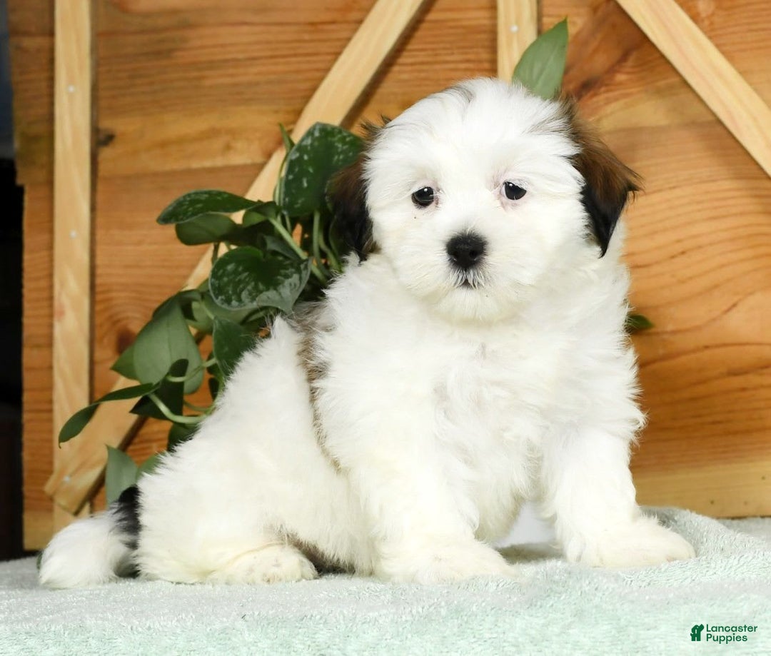 Teddy Bear dogs for sale: Wren - Image 7
