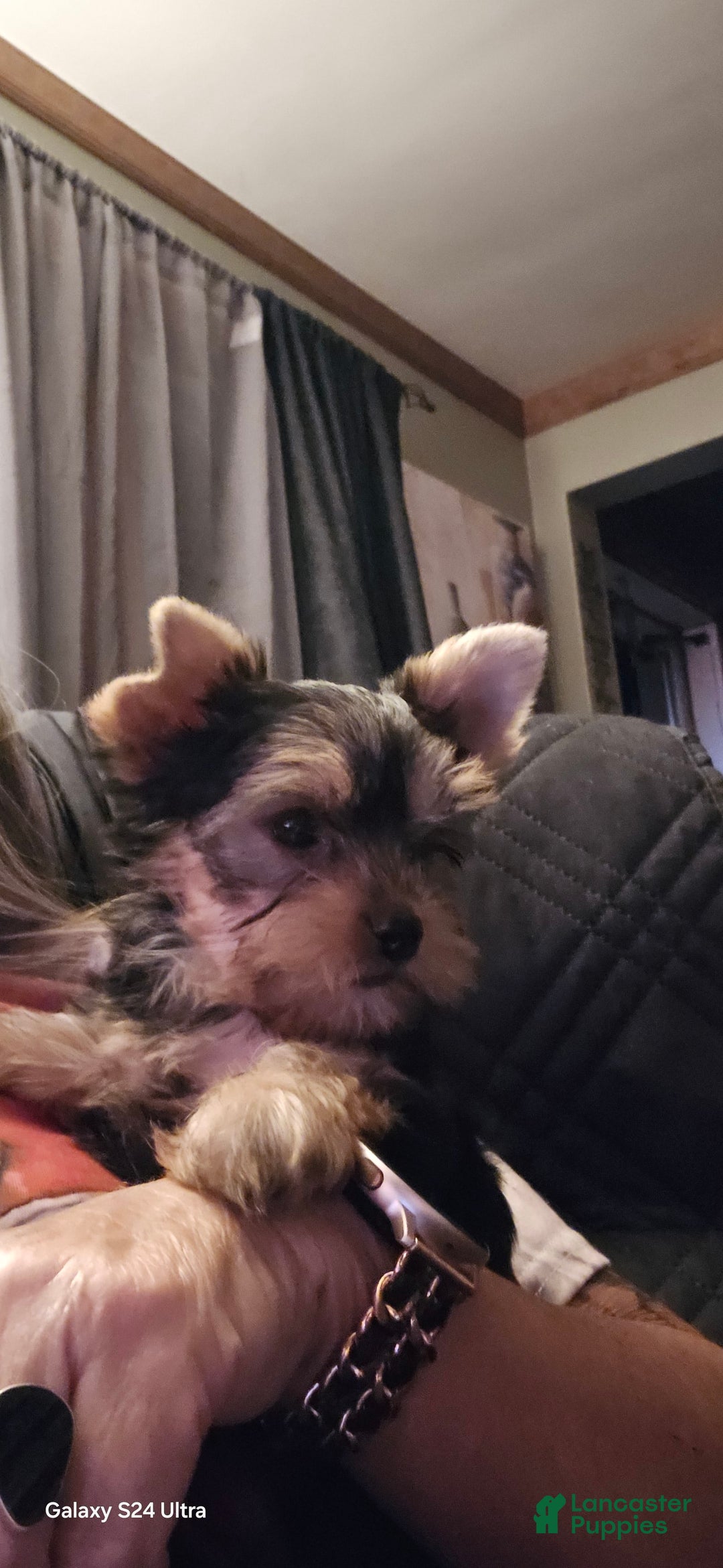 Yorkshire Terrier dogs for sale: Cc - Image 10