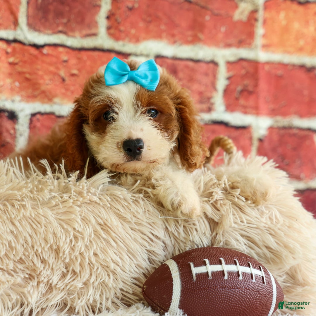 Cavapoo dogs for sale: Ricky - Image 3