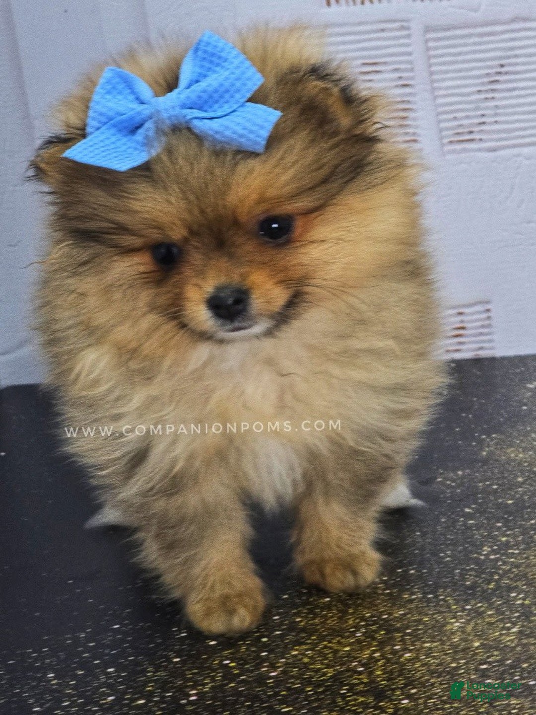 Pomeranian dogs for sale: Wish Bear - Image 2