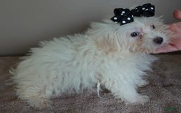 Maltipoo dogs for sale: 3 lb oslo - Image 4