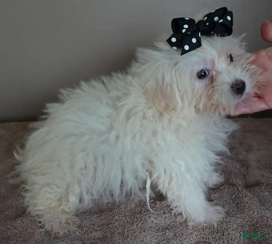 Maltipoo dogs for sale: 3 lb oslo - Image 4