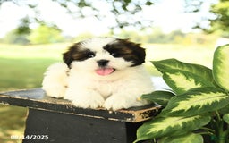 Shih Tzu dogs for sale: Leo - Image 4