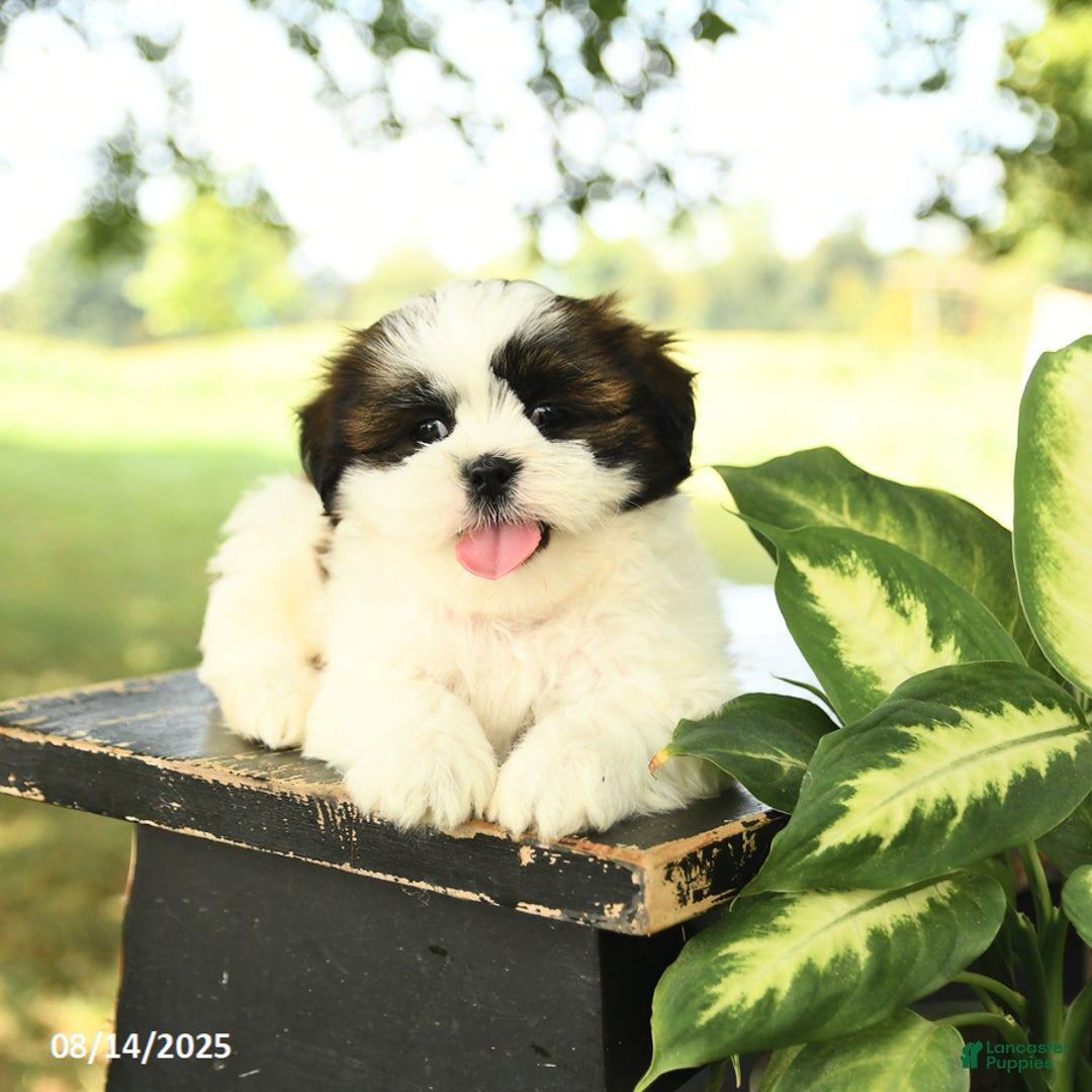 Shih Tzu dogs for sale: Leo - Image 4