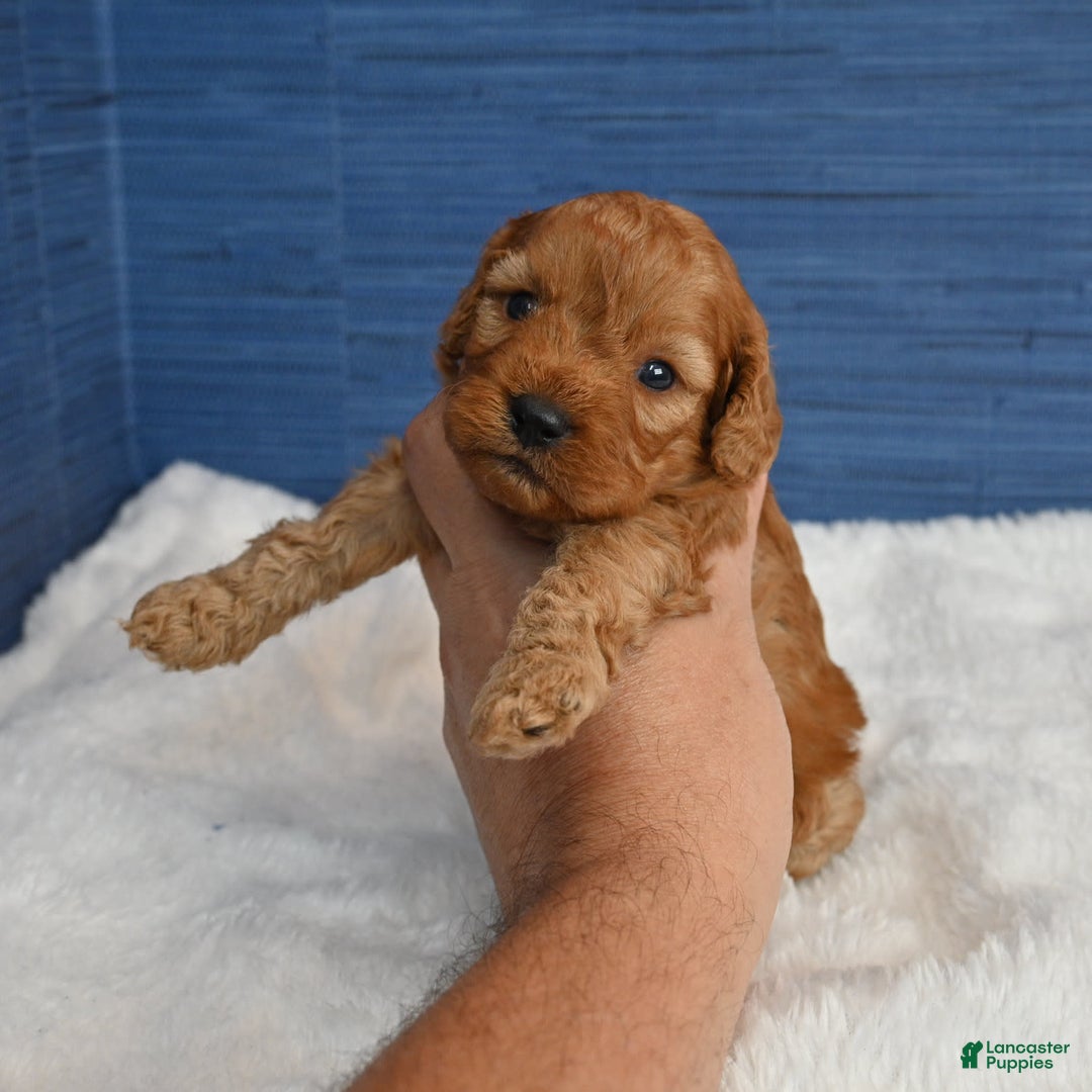 Cavapoo dogs for sale: Cavapoo 6 puppies - Image 19
