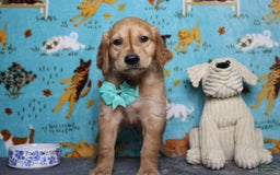 Golden Retriever dogs for sale: Rufus - Image 2