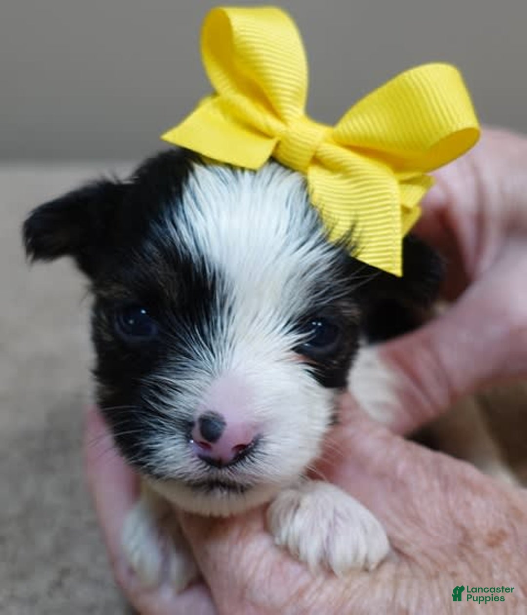 Yorkshire Terrier dogs for sale: Beckham - Image 23
