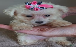 Maltipoo dogs for sale: Amara - Image 22