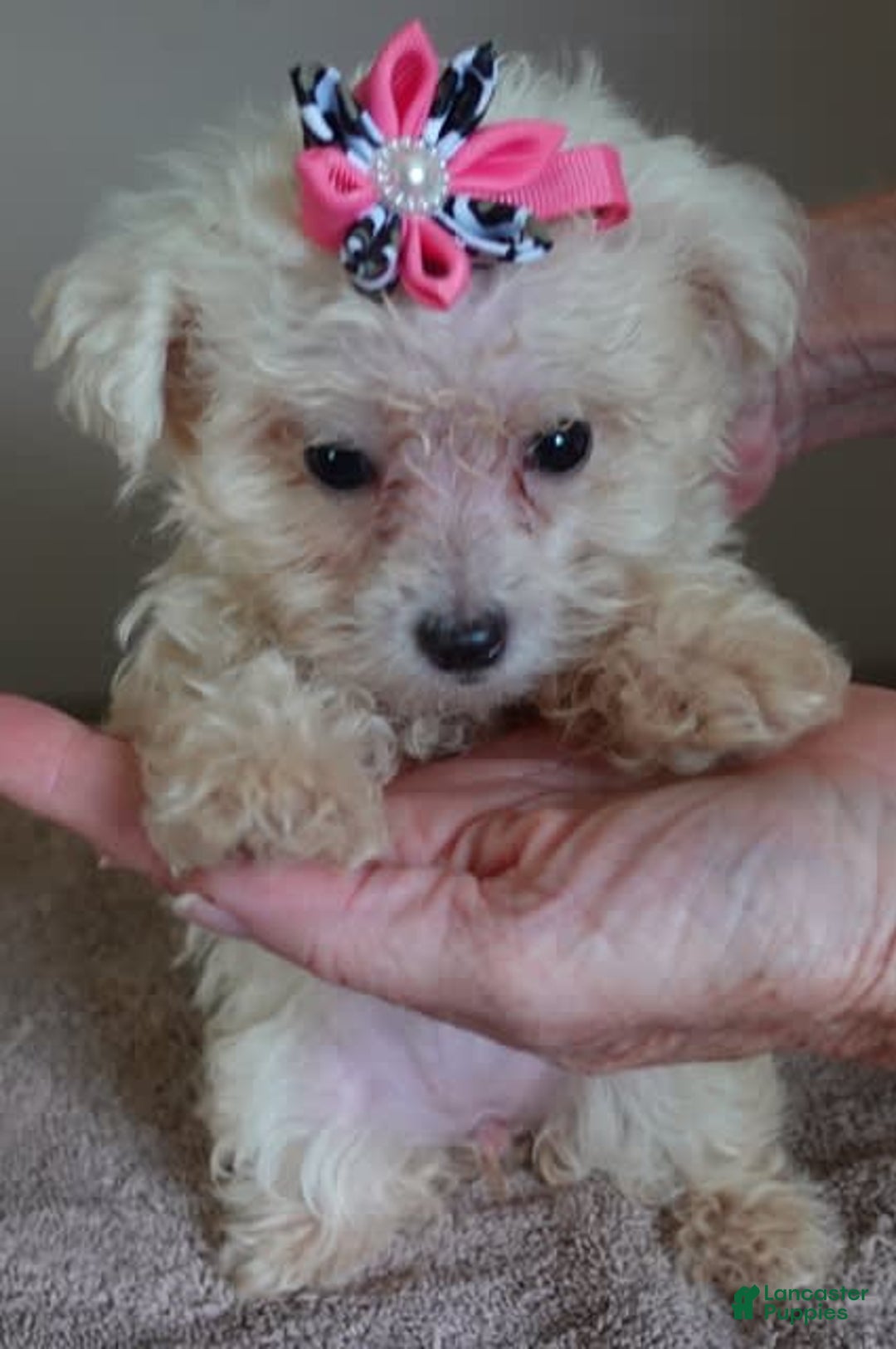 Maltipoo dogs for sale: Amara - Image 22