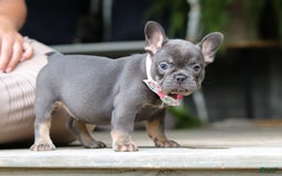 French Bulldog dogs for sale: Nora - Image 3