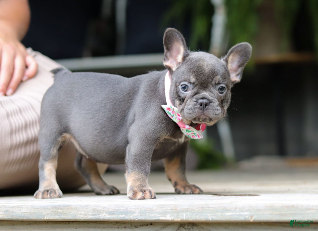 French Bulldog dogs for sale: Nora - Image 3