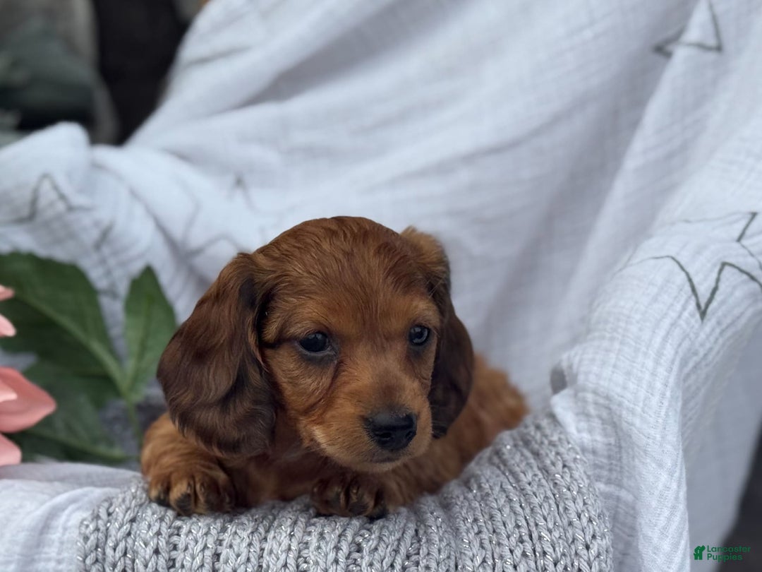 Miniature Dachshund dogs for sale: Teddy - Image 11