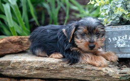 Yorkshire Terrier dogs for sale: Shaggy - Image 4