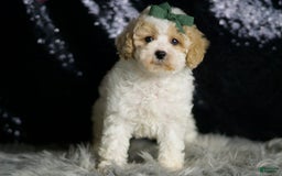 Maltipoo dogs for sale: Stache - Image 4