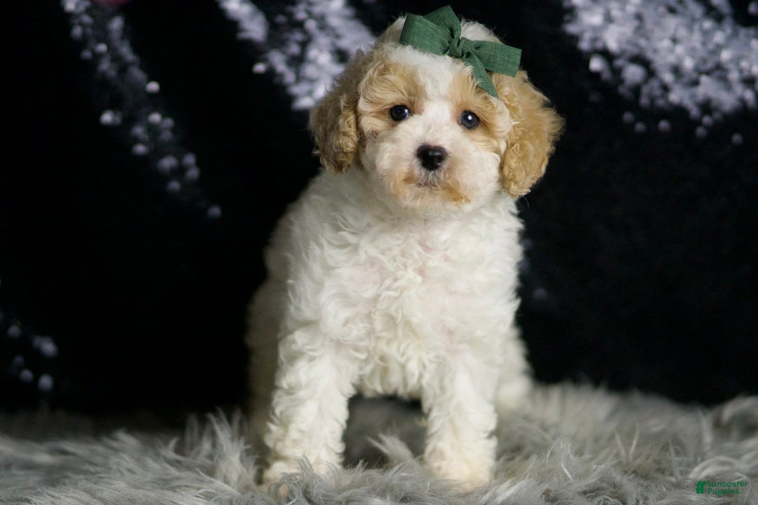Maltipoo dogs for sale: Stache - Image 4