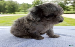 Miniature Poodle dogs for sale: Benson - Image 2
