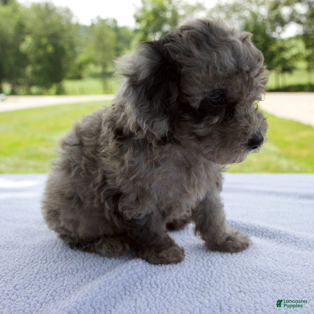 Miniature Poodle dogs for sale: Benson - Image 2
