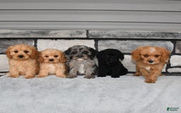 Cavapoo dogs for sale: Benson - Image 3