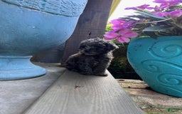 Cavapoo dogs for sale: Riley - Image 8