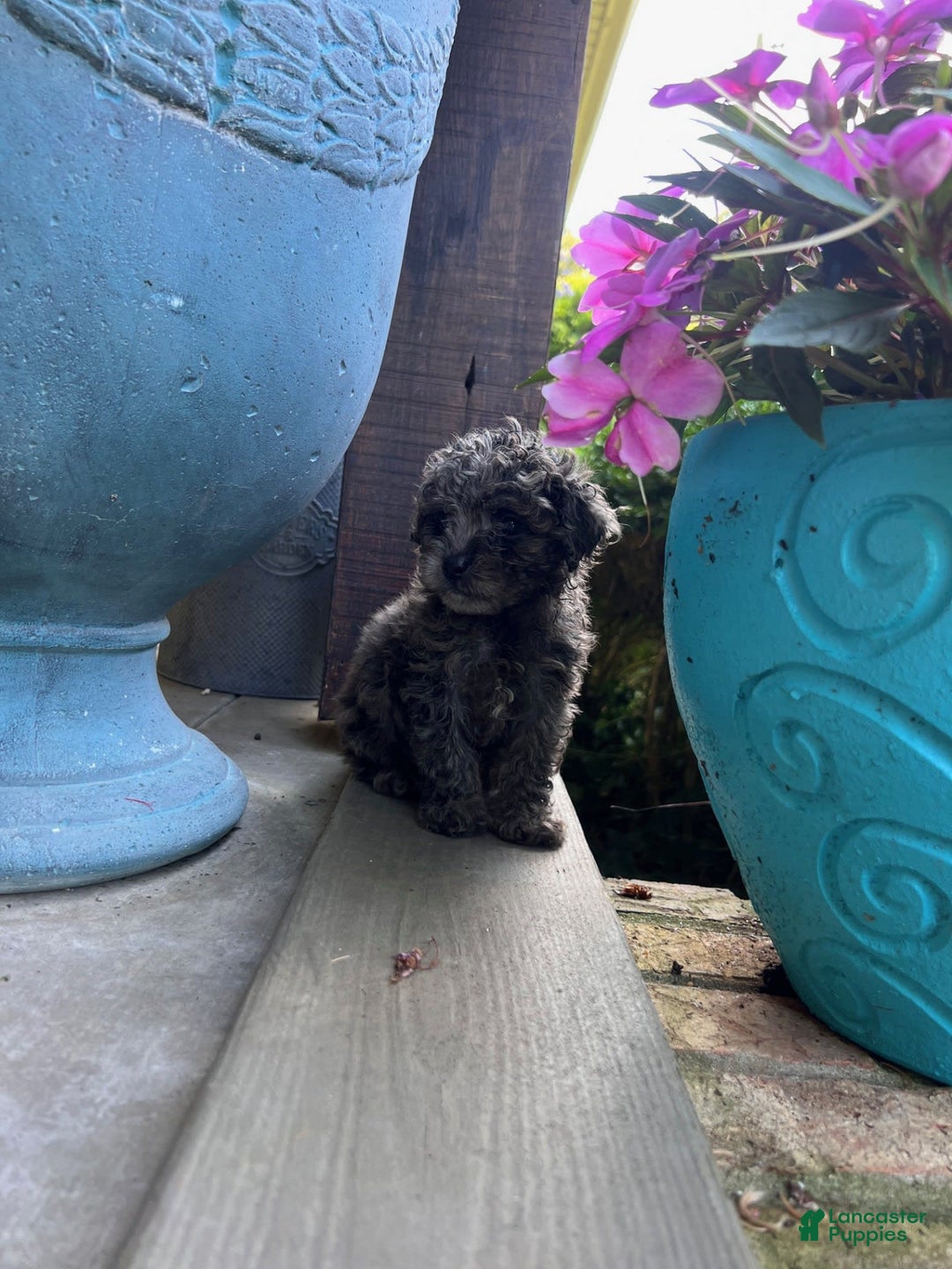 Cavapoo dogs for sale: Riley - Image 8