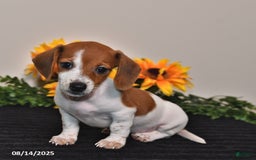 Miniature Dachshund dogs for sale: Belle - Image 5