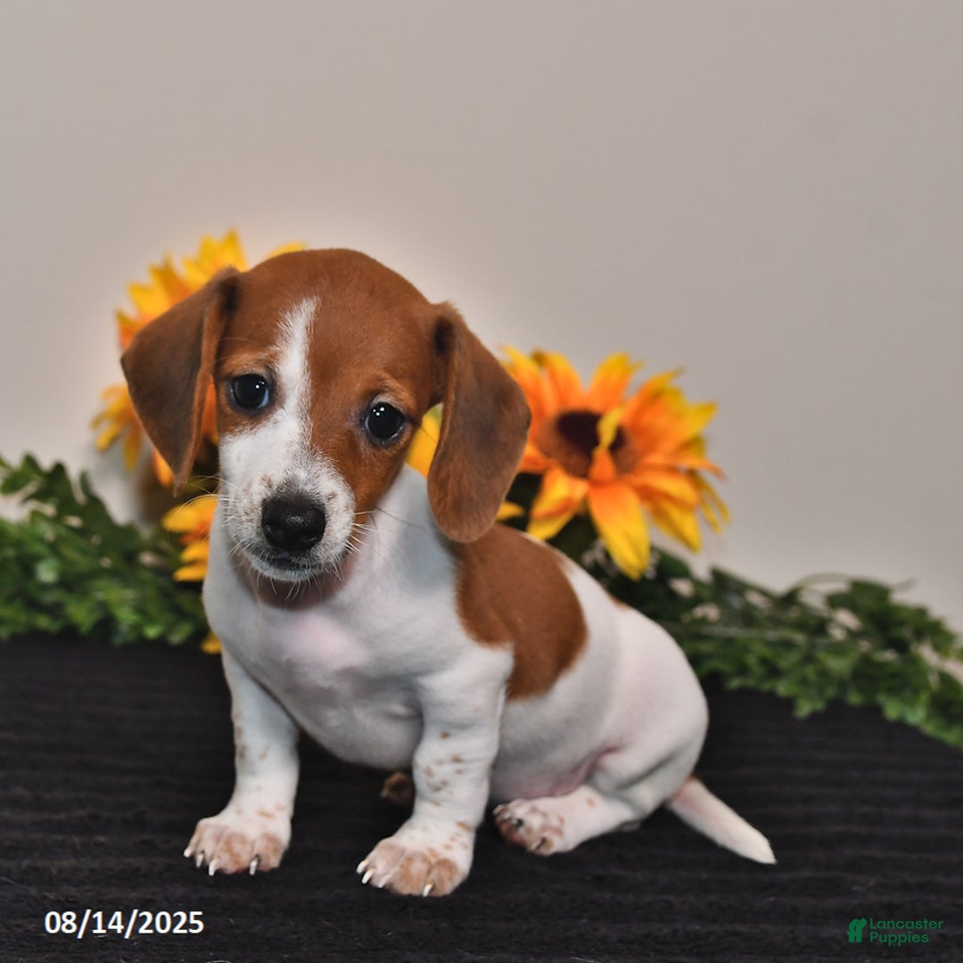 Miniature Dachshund dogs for sale: Belle - Image 5
