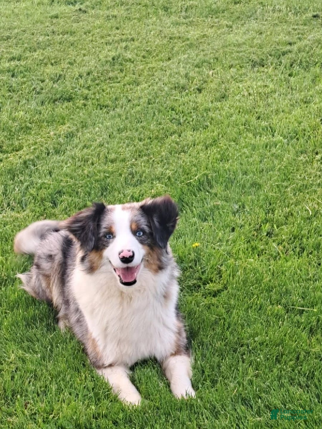 Miniature Australian Shepherd dogs for sale: Chloe - Image 11