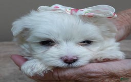 Maltese dogs for sale: Empress - Image 11