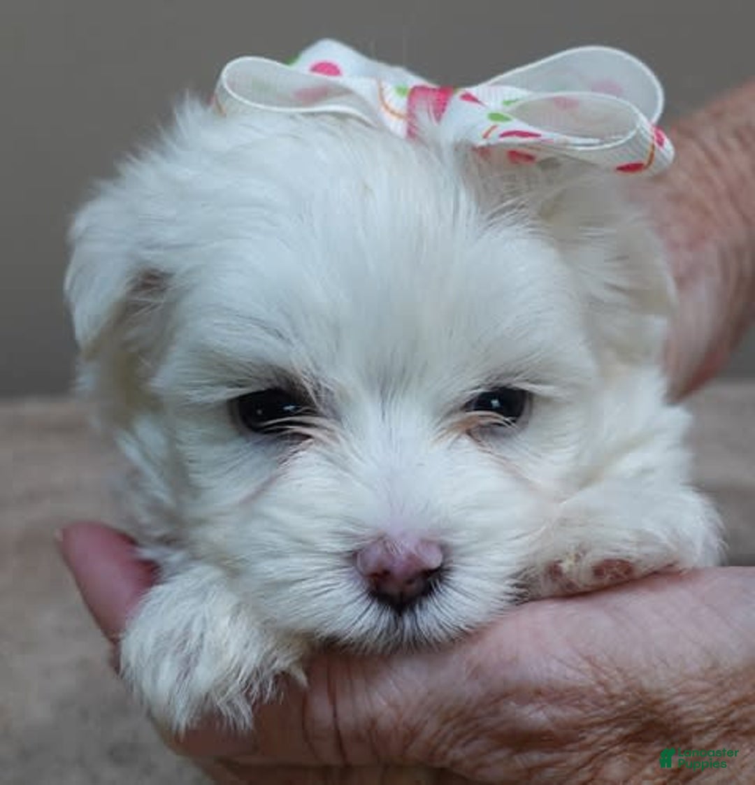 Maltese dogs for sale: Empress - Image 11