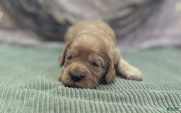 Cavapoo dogs for sale: Hera - Image 6