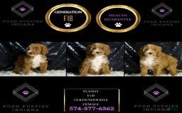 Mini Goldendoodle dogs for sale: Flashy - Image 3