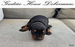 Doberman Pinscher dogs for sale: Blue Collar Female - Image 4