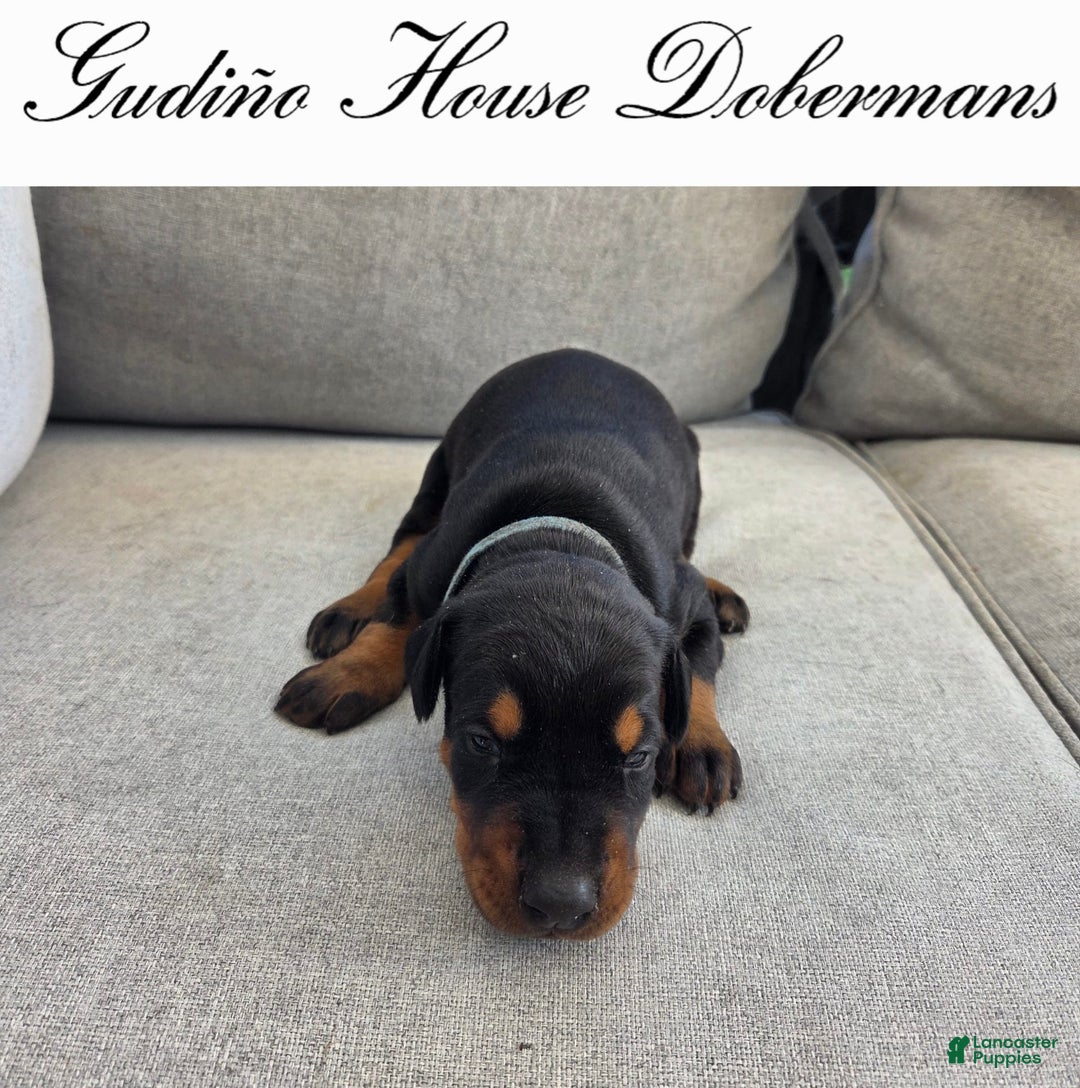 Doberman Pinscher dogs for sale: Blue Collar Female - Image 4