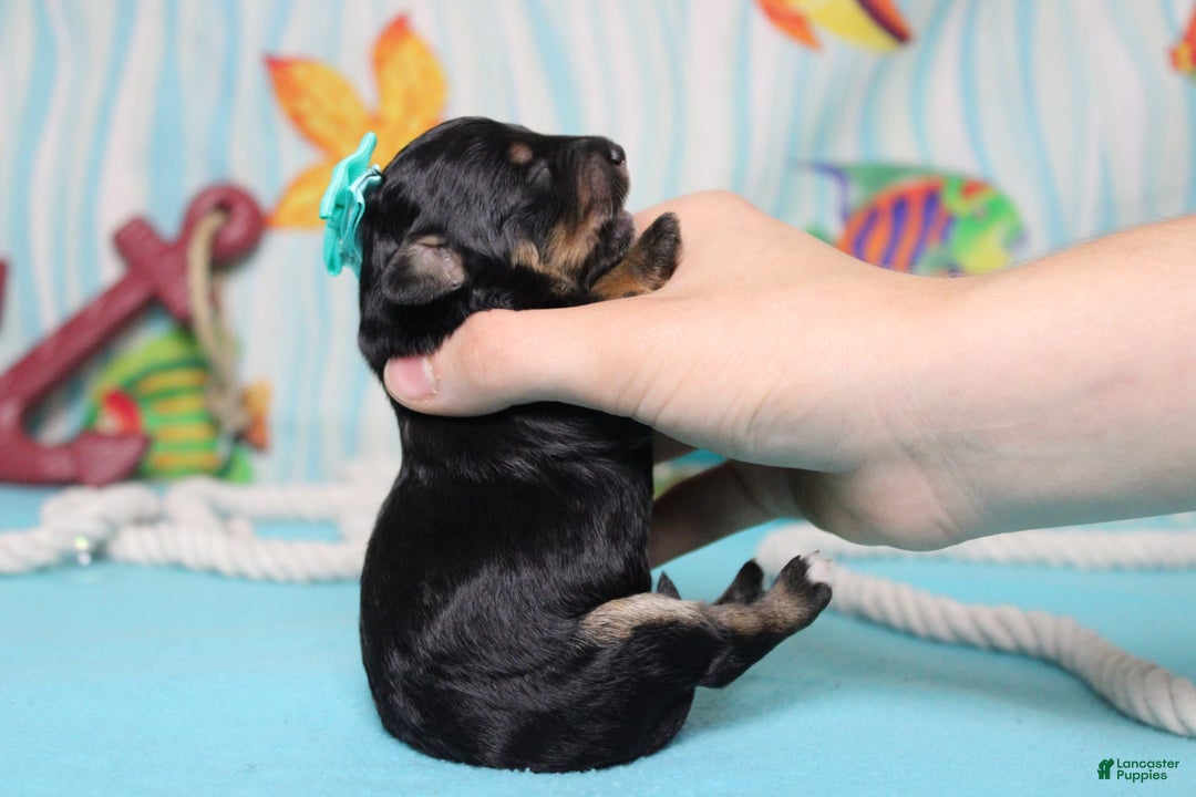 Mini Bernedoodle dogs for sale: Alice - Image 8