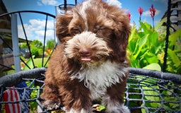 Havapoo dogs for sale: Valor - Image 18