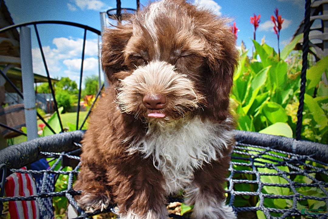 Havapoo dogs for sale: Valor - Image 18