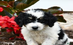 Mini Bernedoodle dogs for sale: Clementine - Image 4