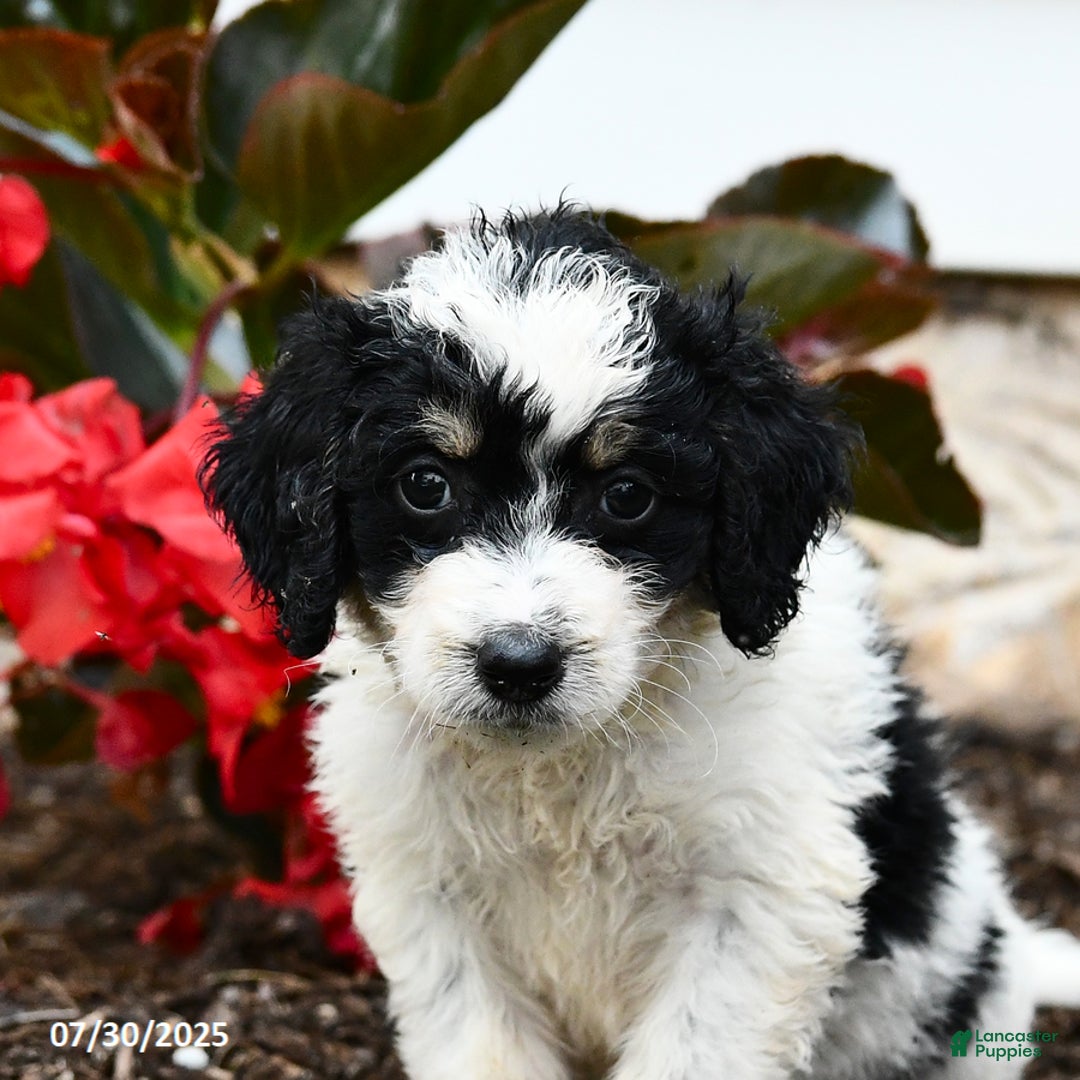 Mini Bernedoodle dogs for sale: Clementine - Image 4