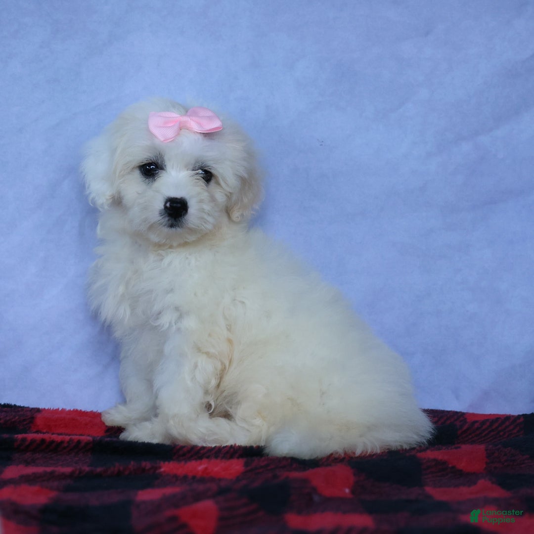 Shihpoo dogs for sale: Callie - Image 20