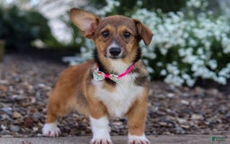Welsh Corgi Pembroke dogs for sale: Daisy - Image 18