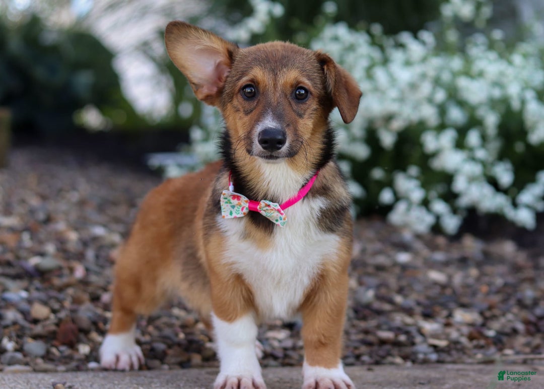 Welsh Corgi Pembroke dogs for sale: Daisy - Image 18