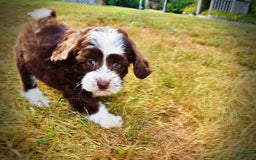Havapoo dogs for sale: Juliet - Image 4