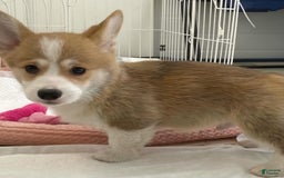 Welsh Corgi Pembroke dogs for sale: Randa - Image 1