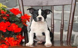 Boston Terrier dogs for sale: Buttercup - Image 3