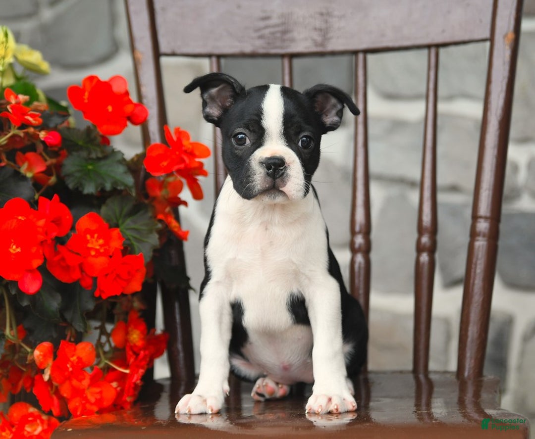 Boston Terrier dogs for sale: Buttercup - Image 3