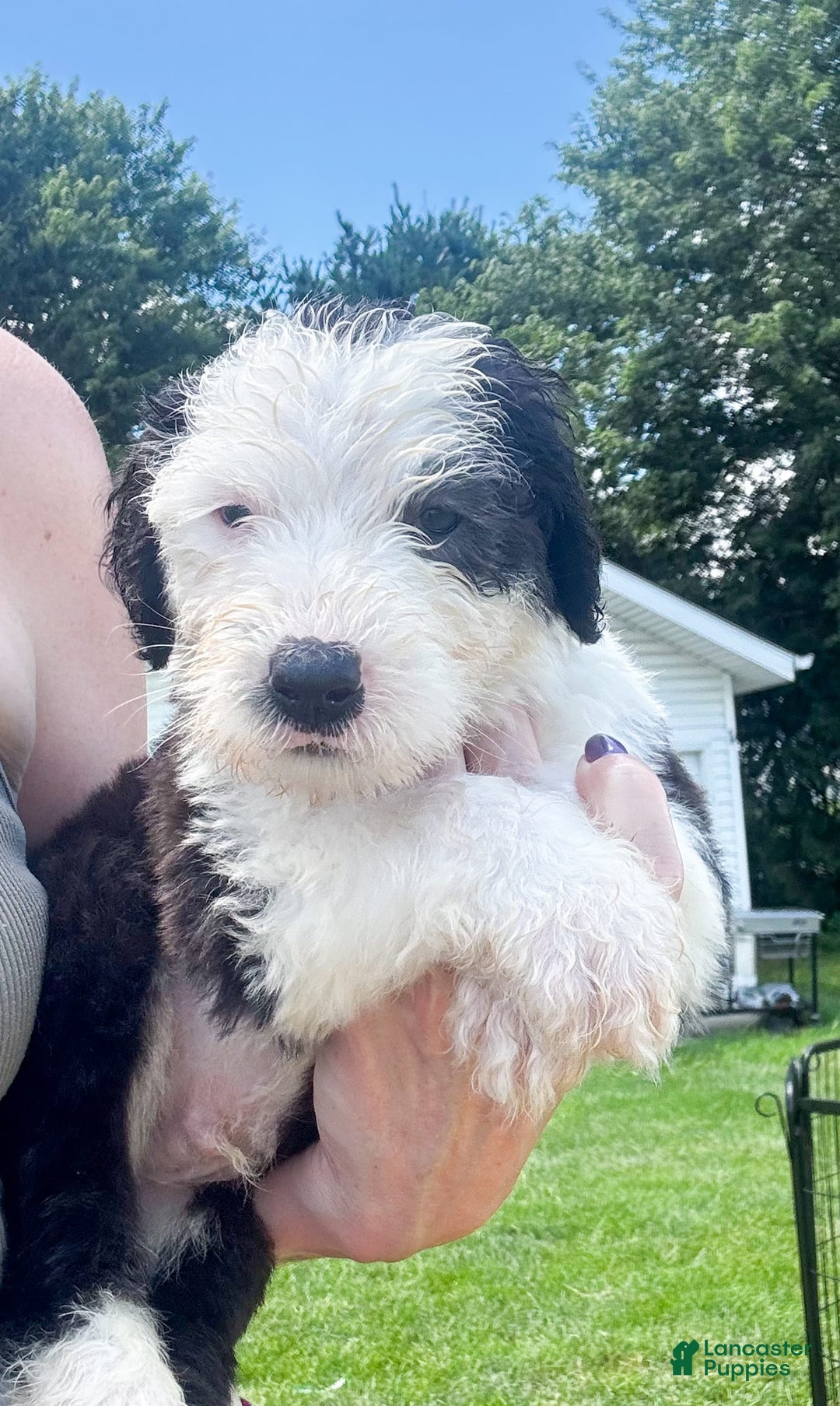 Old English Sheepdog dogs for sale: Brave - Image 1