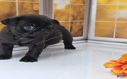 Pug dogs for sale: Runt - Champion Lines - Image 11