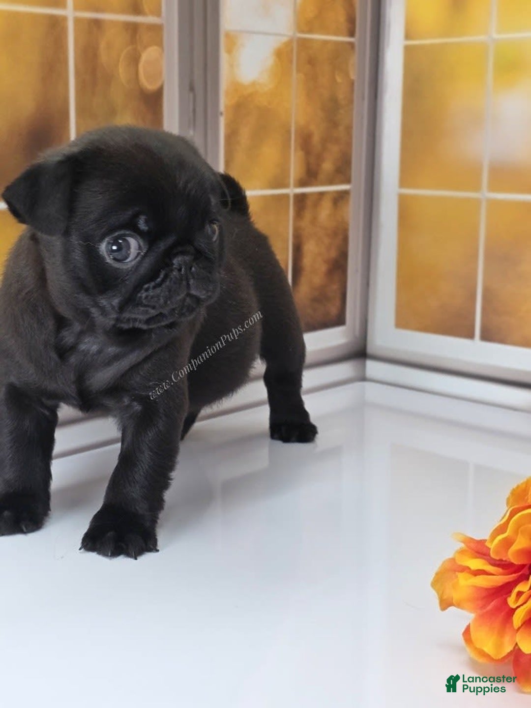 Pug dogs for sale: Runt - Champion Lines - Image 11