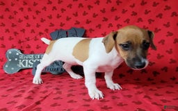 Jack Russell Terrier dogs for sale: Jack Russell Terrier Peppy - Image 8